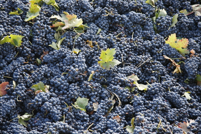 Variedad de uva Tinta de Toro